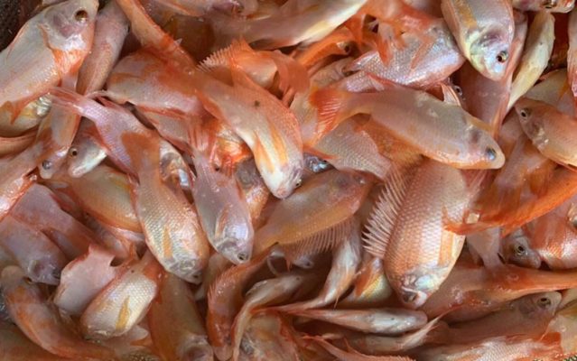 Mua cá giống chất lượng tại Trại Cá Giống Phước Đạt