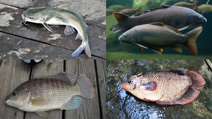 Cá giống chất lượng cao, giao nhanh