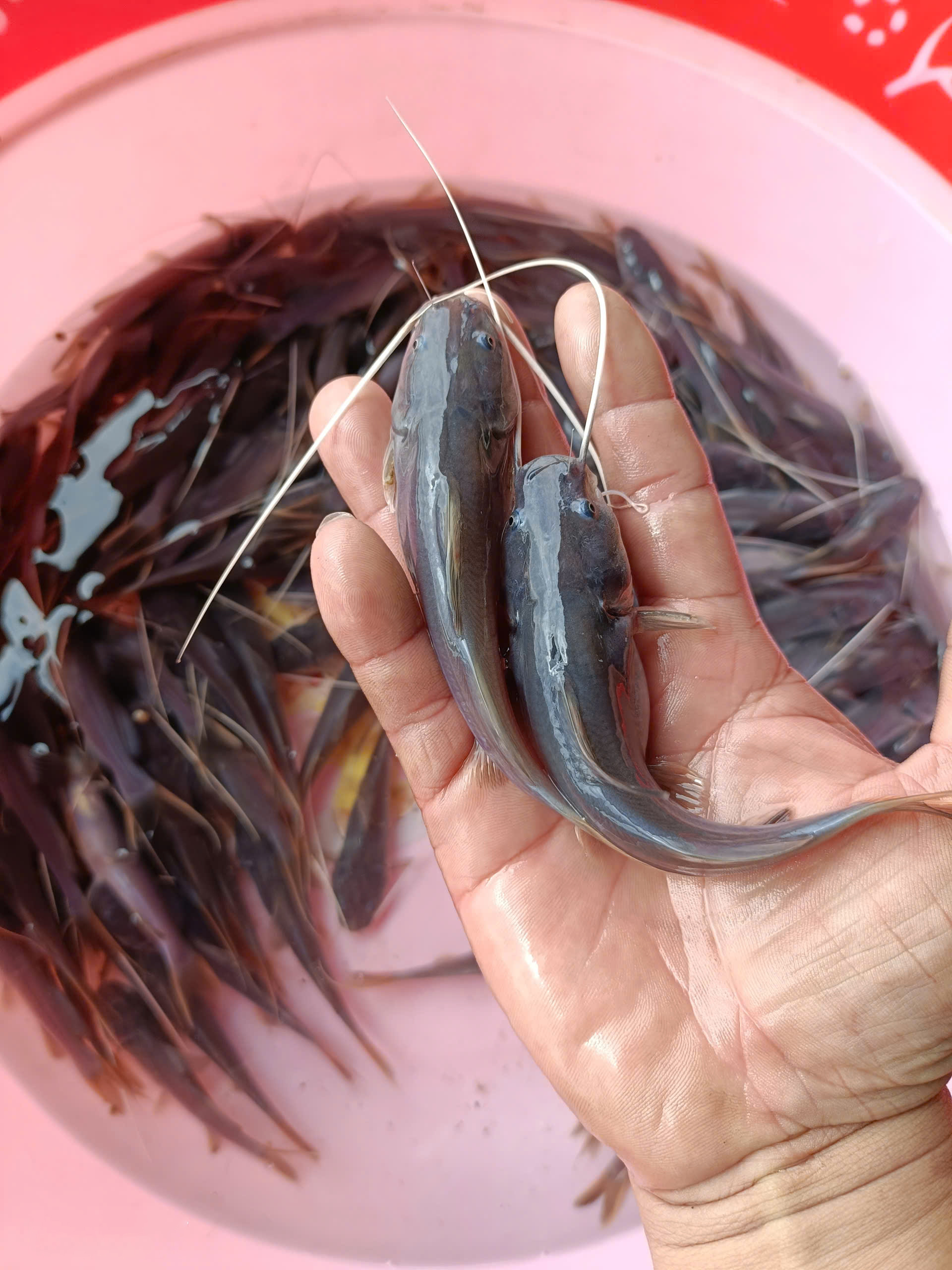 Cá lăng đuôi đỏ