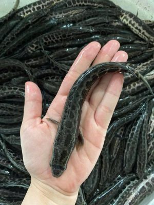 Cá chuối hoa mẫu to đẹp , khỏe mạnh các bác có thể nuôi ở ao hồ chuồng trại bỏ trống , thức ăn của cá chuối hoa là cám công nghiệp cá xoay và các loại phế phẩm các bác quan tâm LH trại 0335.111.100